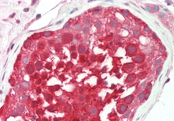 RANBP1 Rabbit Polyclonal Antibody