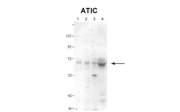 ATIC Rabbit Polyclonal Antibody