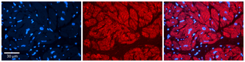 NDRG1 Rabbit Polyclonal Antibody