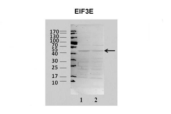 EIF3E Rabbit Polyclonal Antibody
