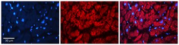 EIF3E Rabbit Polyclonal Antibody