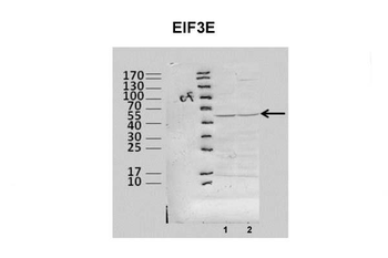 EIF3E Rabbit Polyclonal Antibody