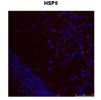 HSPA8 Rabbit Polyclonal Antibody
