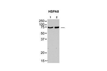 HSPA8 Rabbit Polyclonal Antibody