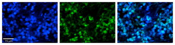 HSPA8 Rabbit Polyclonal Antibody