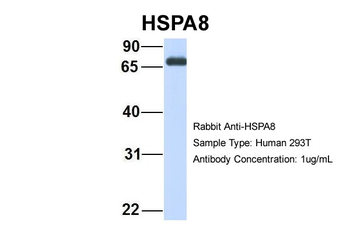 HSPA8 Rabbit Polyclonal Antibody