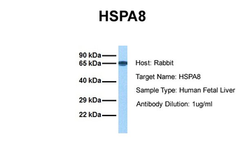 HSPA8 Rabbit Polyclonal Antibody