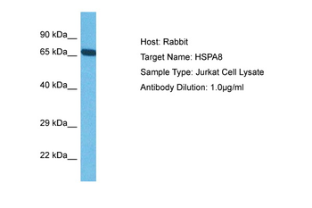 HSPA8 Rabbit Polyclonal Antibody