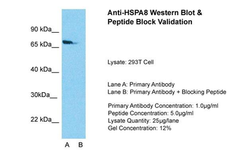 HSPA8 Rabbit Polyclonal Antibody