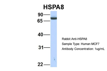 HSPA8 Rabbit Polyclonal Antibody
