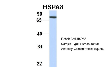 HSPA8 Rabbit Polyclonal Antibody