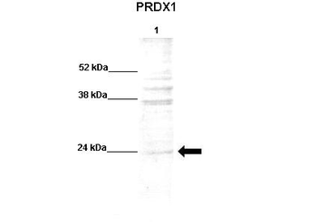 PRDX1 Rabbit Polyclonal Antibody