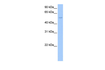SHC1 Rabbit Polyclonal Antibody