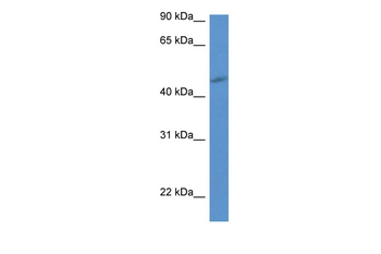 P2ry1 Rabbit Polyclonal Antibody