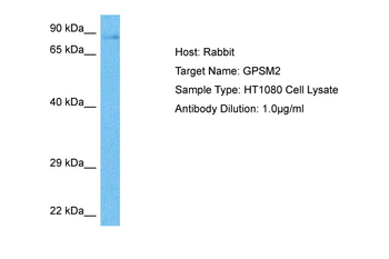GPSM2 Rabbit Polyclonal Antibody