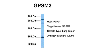GPSM2 Rabbit Polyclonal Antibody