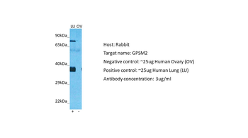 GPSM2 Rabbit Polyclonal Antibody