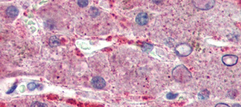 GPSM2 Rabbit Polyclonal Antibody