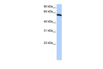 TRIP6 Rabbit Polyclonal Antibody
