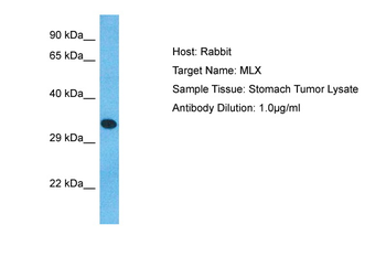 MLX Rabbit Polyclonal Antibody