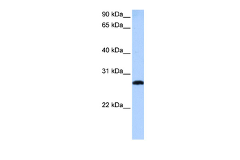 MLX Rabbit Polyclonal Antibody