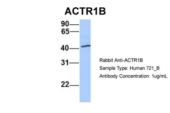 ACTR1B Rabbit Polyclonal Antibody