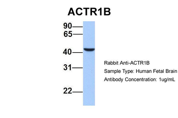 ACTR1B Rabbit Polyclonal Antibody