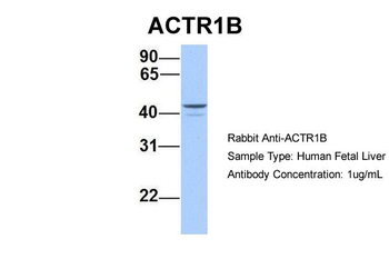 ACTR1B Rabbit Polyclonal Antibody