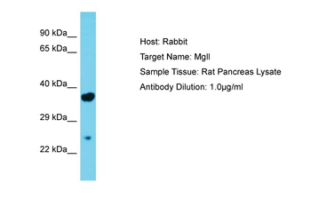 Mgll Rabbit Polyclonal Antibody