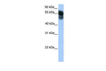 ATG16L1 Rabbit Polyclonal Antibody