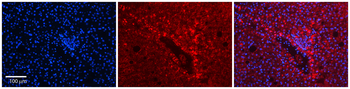 FTL Rabbit Polyclonal Antibody