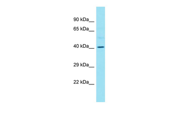 RPSA Rabbit Polyclonal Antibody