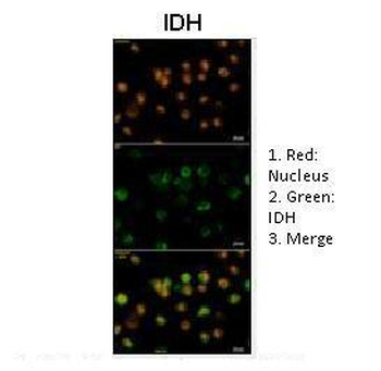 IDH1 Rabbit Polyclonal Antibody