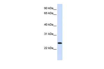 ORC6L Rabbit Polyclonal Antibody