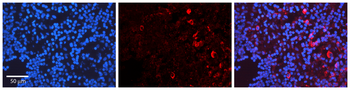 FYN Rabbit Polyclonal Antibody