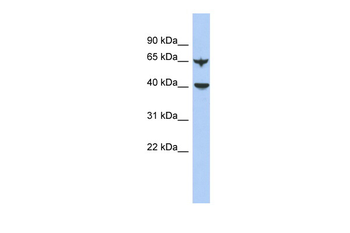 APOBEC4 Rabbit Polyclonal Antibody