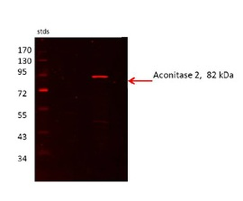 ACO2 Rabbit Polyclonal Antibody