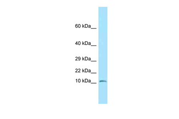 Ndufs6 Rabbit Polyclonal Antibody
