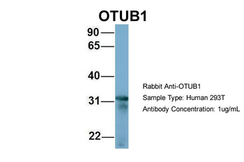 OTUB1 Rabbit Polyclonal Antibody