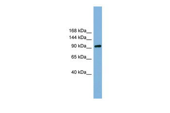 GRIPAP1 Rabbit Polyclonal Antibody
