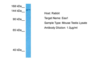 EEA1 Rabbit Polyclonal Antibody