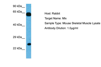 MLX Rabbit Polyclonal Antibody