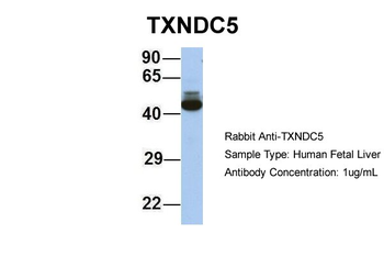 TXNDC5 Rabbit Polyclonal Antibody