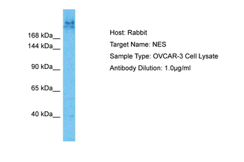 NES Rabbit Polyclonal Antibody