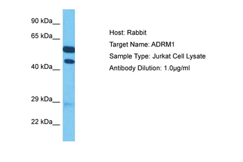 ADRM1 Rabbit Polyclonal Antibody
