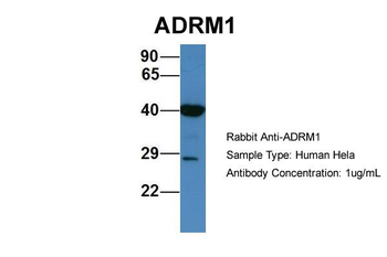 ADRM1 Rabbit Polyclonal Antibody