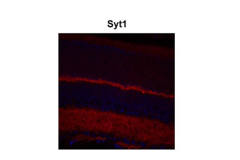 Syt1 Rabbit Polyclonal Antibody