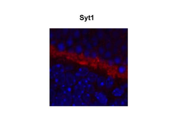 Syt1 Rabbit Polyclonal Antibody