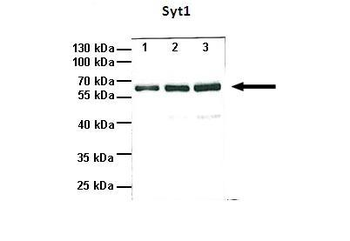 Syt1 Rabbit Polyclonal Antibody