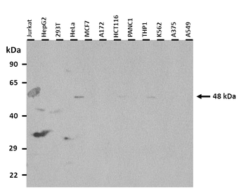 Syt1 Rabbit Polyclonal Antibody